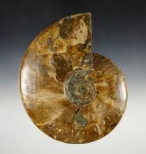 6 1/4" Fossil Ammonite (one small surface chip on one side) nicely cut and polished.