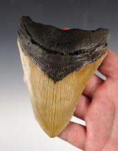 4 3/4" Fossilized Megalodon Sharks Tooth in excellent condition.