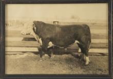 Matched pair of vintage framed  Photographs . One is a group of polled Hereford Cows. The other is a
