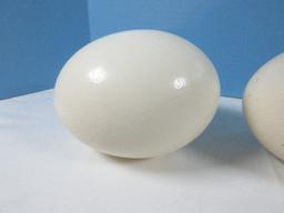 Premium Blank Ostrich Egg Shells Ready for Crafting