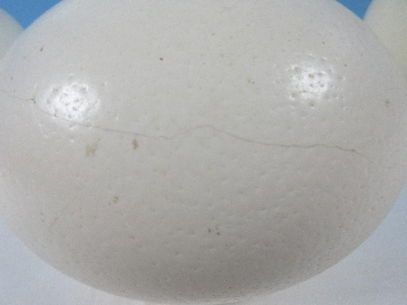 Premium Blank Ostrich Egg Shells Ready for Crafting