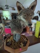 (DR) TAXIDERMY COYOTE HEAD. MOUNTED ON STONE AND WOOD, 21 1/2"H