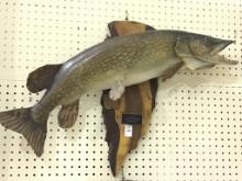 Wall Hanging Fish Mount Caught by