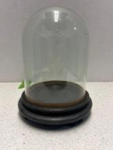 antique glass dome w/ wood base