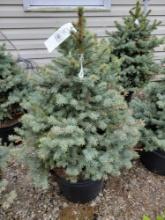 Dwarf Colorado Blue Spruce