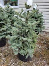 Dwarf Colorado Blue Spruce
