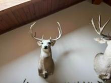 2 Whitetail Deer wall mounts