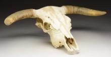 SUN BLEACHED COW SKULL WITH HORNS.