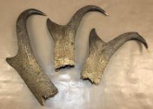 Three Pronghorn Antler Sheaths