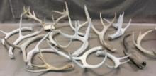 Antler Collection
